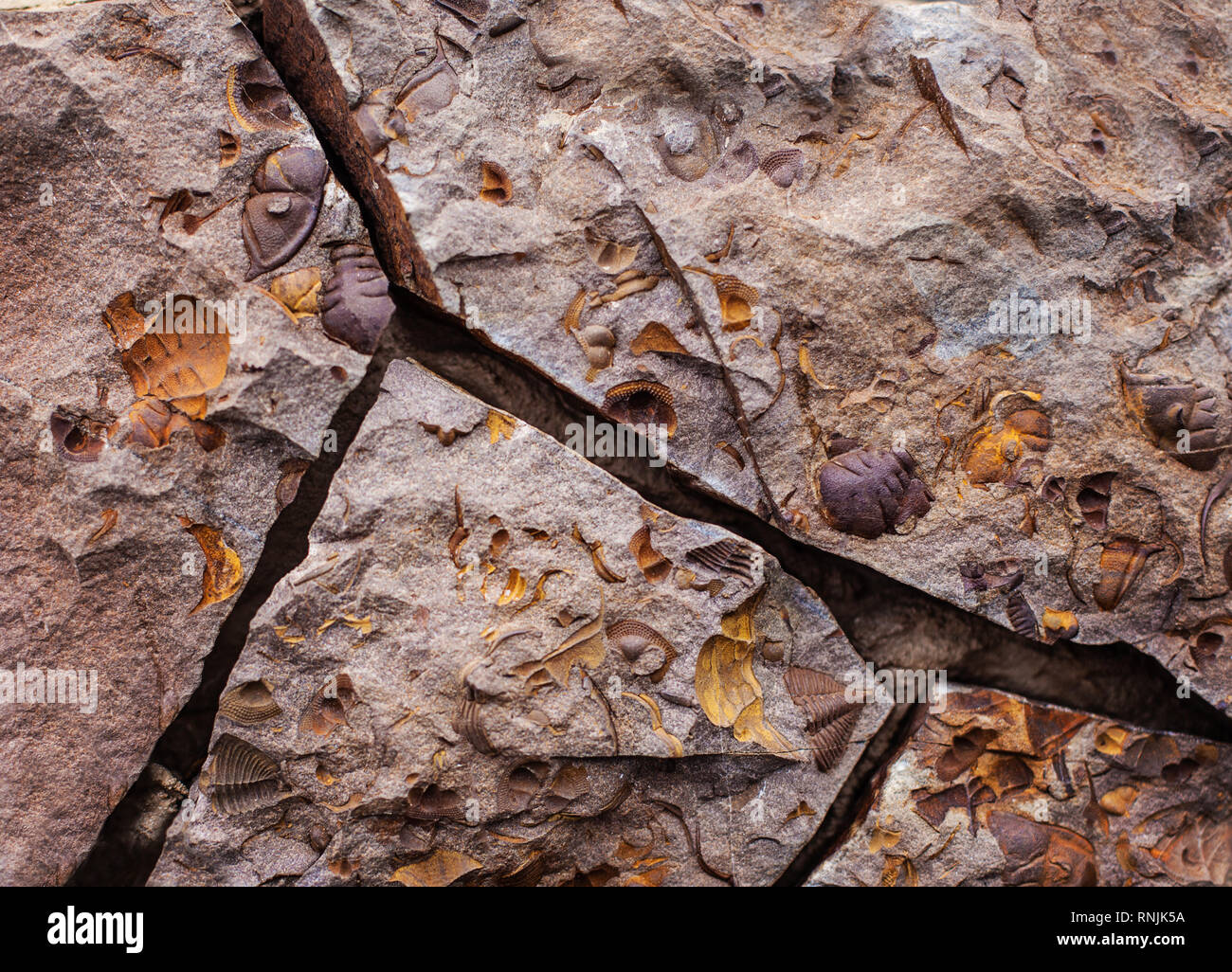 Rock prähistorischen Hintergrund. Trilobiten Fossilien Stockfoto