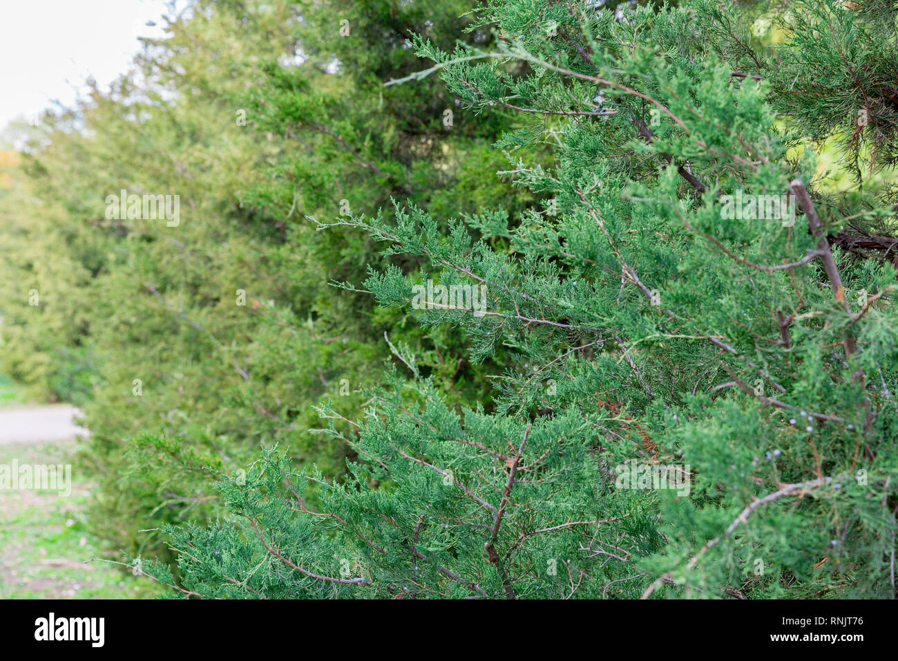 Hecke Thuja Bäume Zypressen oder Juniper. Bush Green natürliche