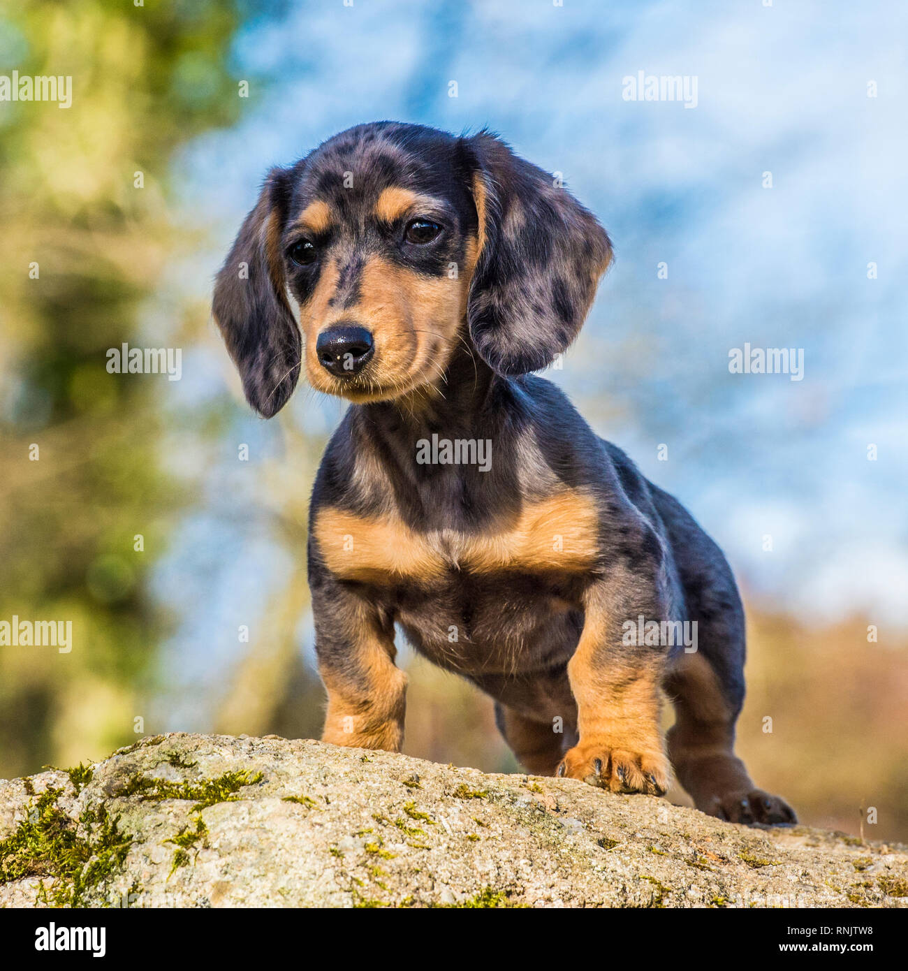 Miniature dachshund Welpen Stockfoto