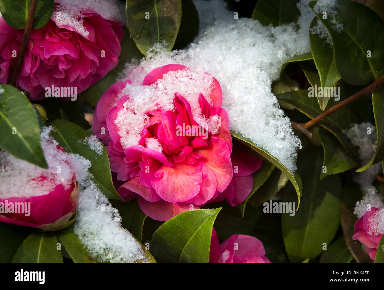 Sonnenlicht Fänge rosa Kamelie Blumen, bestreut mit Schnee, Stockfoto