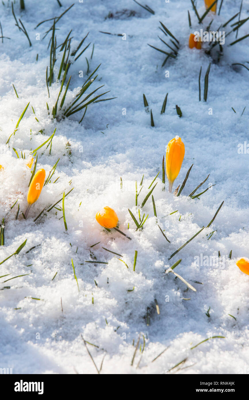 Gelbe Krokus Blumen in Sonnenlicht durch eine Schneedecke. Stockfoto