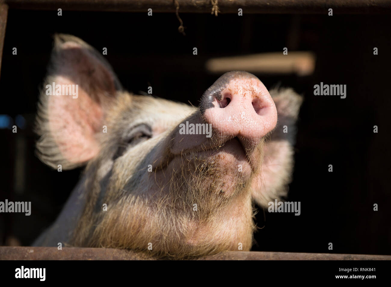 Rosa Schwein mit lustigen Ausdruck Nahaufnahme portrait. Konzentrieren Sie sich auf die Nase. Stockfoto