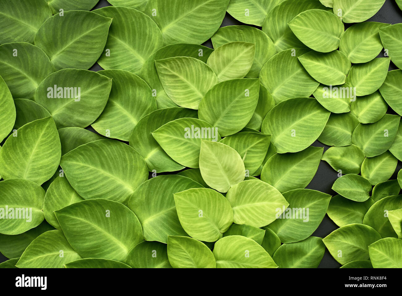 Texturierte grüne Blätter des Kriechgangs Pflanzen auf die dunkle Wand. Closeup horizontale Foto. Stockfoto