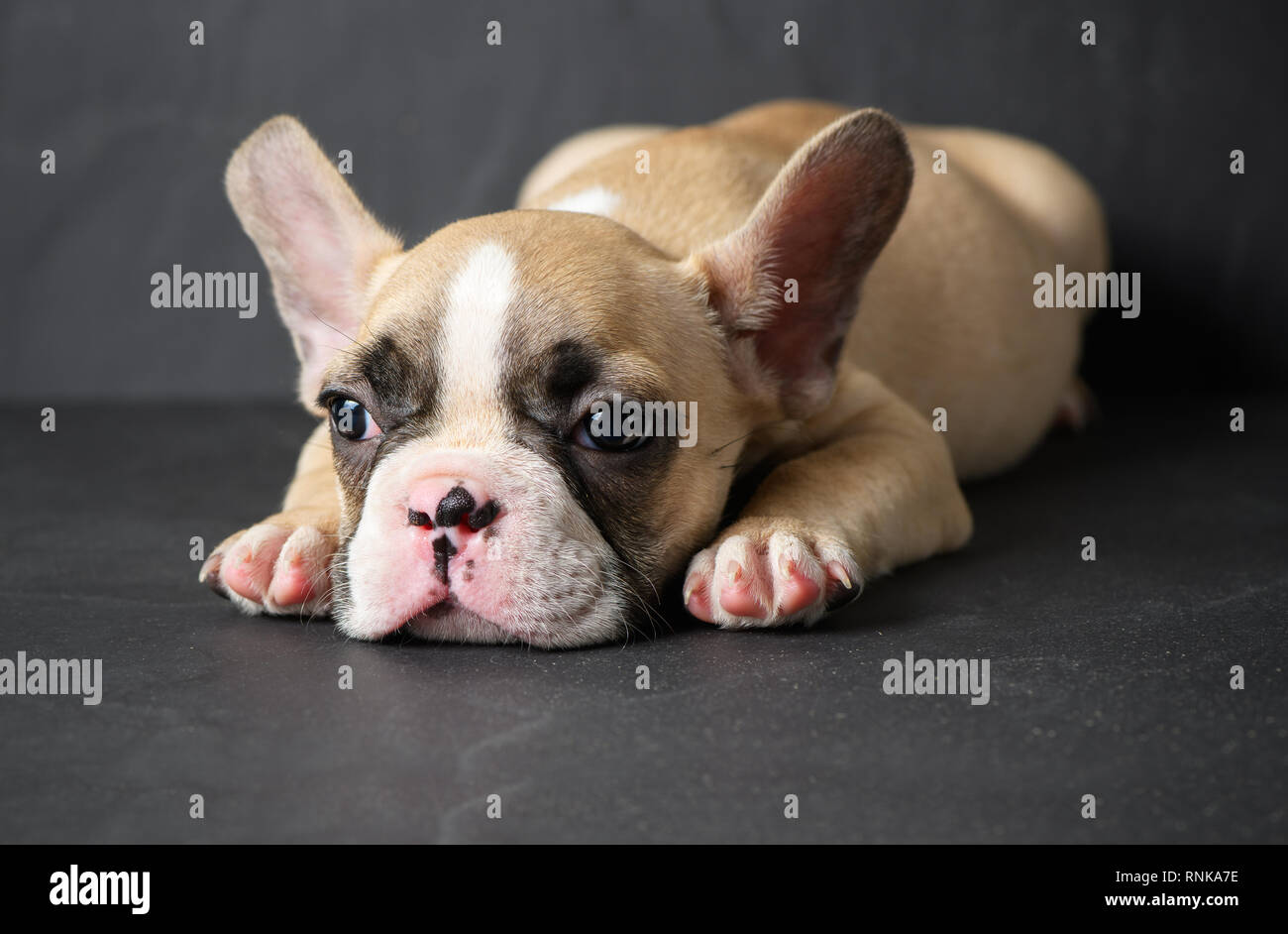 Französische Bulldogge Welpen schlafen auf schwarzen Stein Hintergrund niedlich, Haustier Konzept Stockfoto