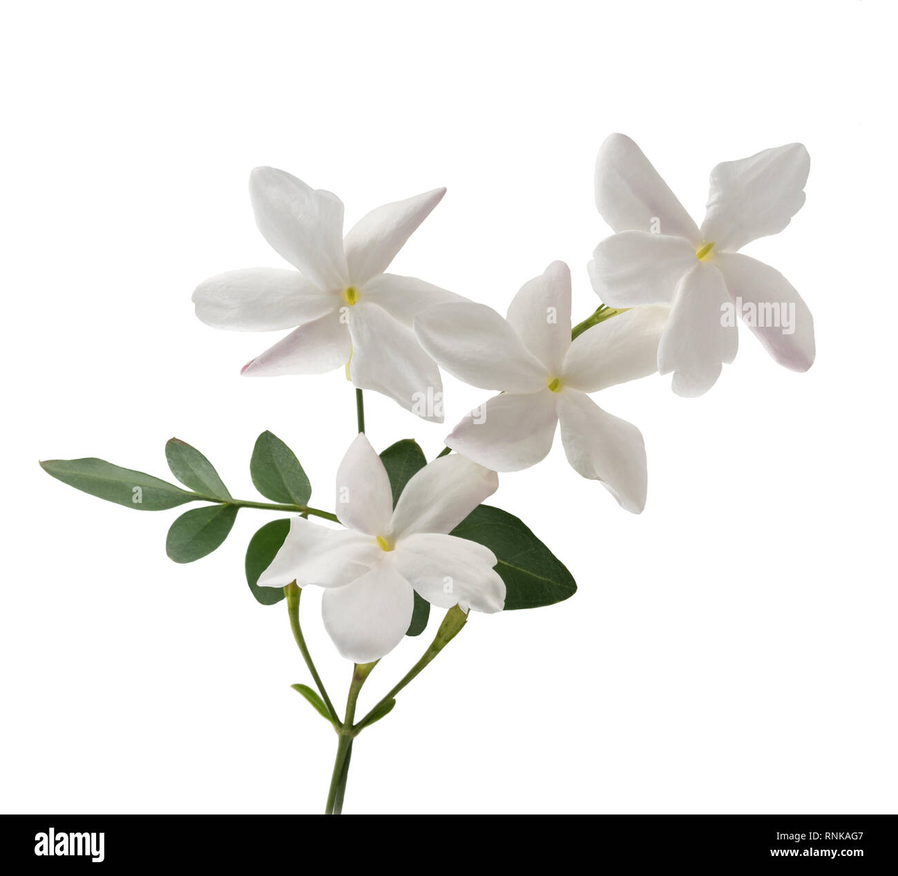 Jasminblüten mit Blatt isoliert auf weiss Stockfoto