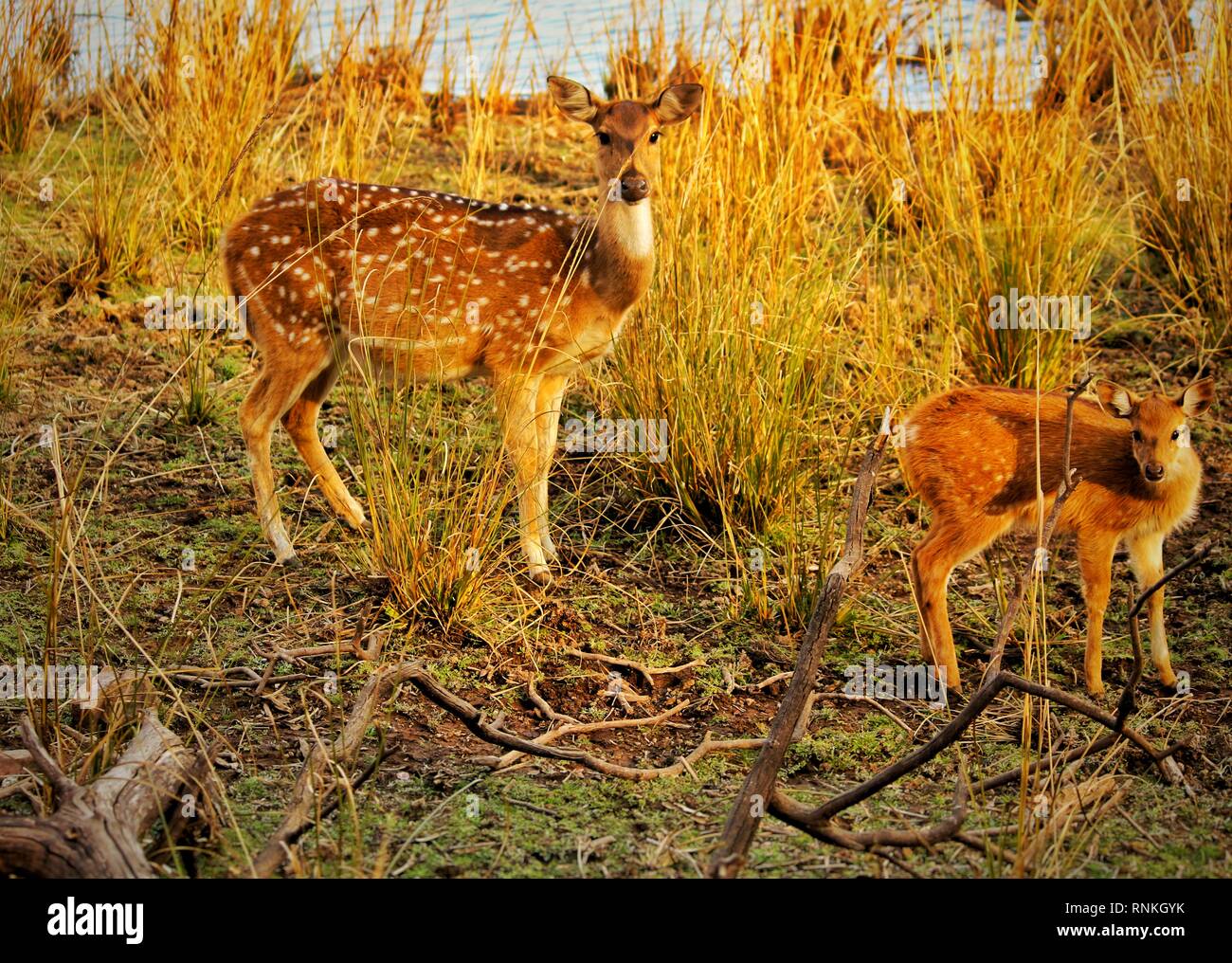 Spotted Deer auf Ranthambore Stockfoto