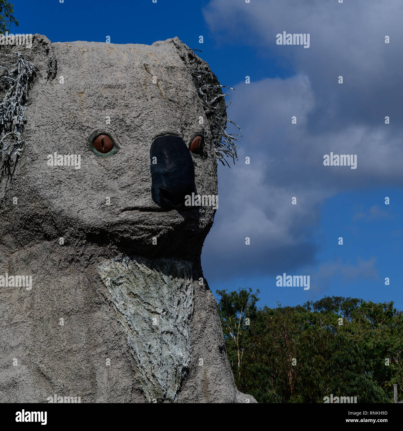 Koala, riesige Koala, Dadswells Brücke, Victoria, Australien Stockfoto