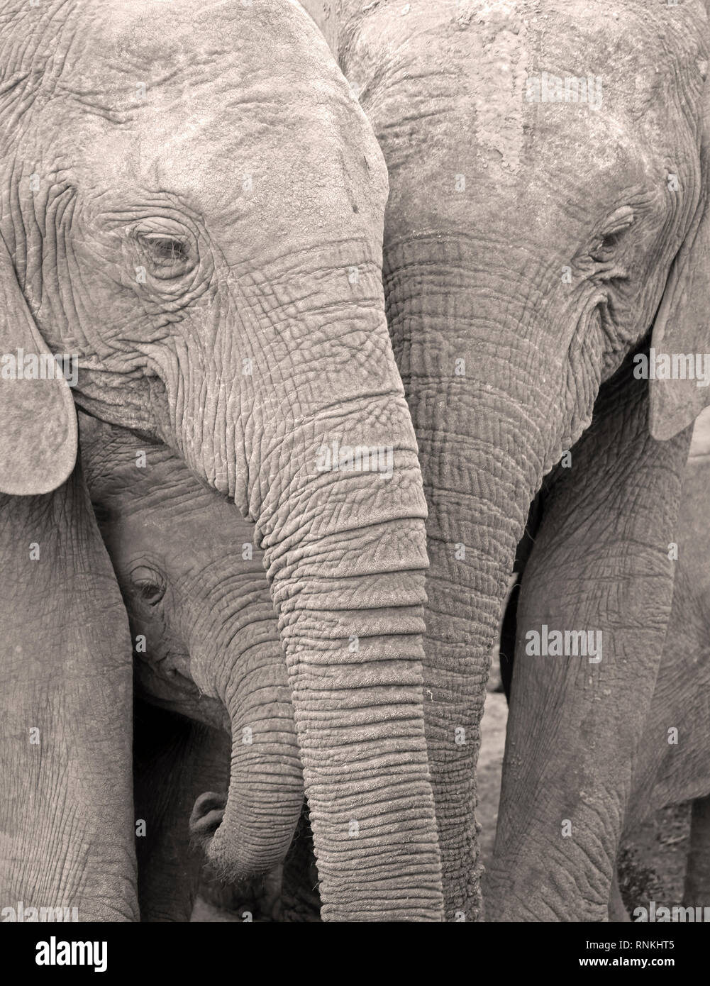 Der afrikanische Elefant mit Baby, Addo Elephant Park, Südafrika Stockfoto