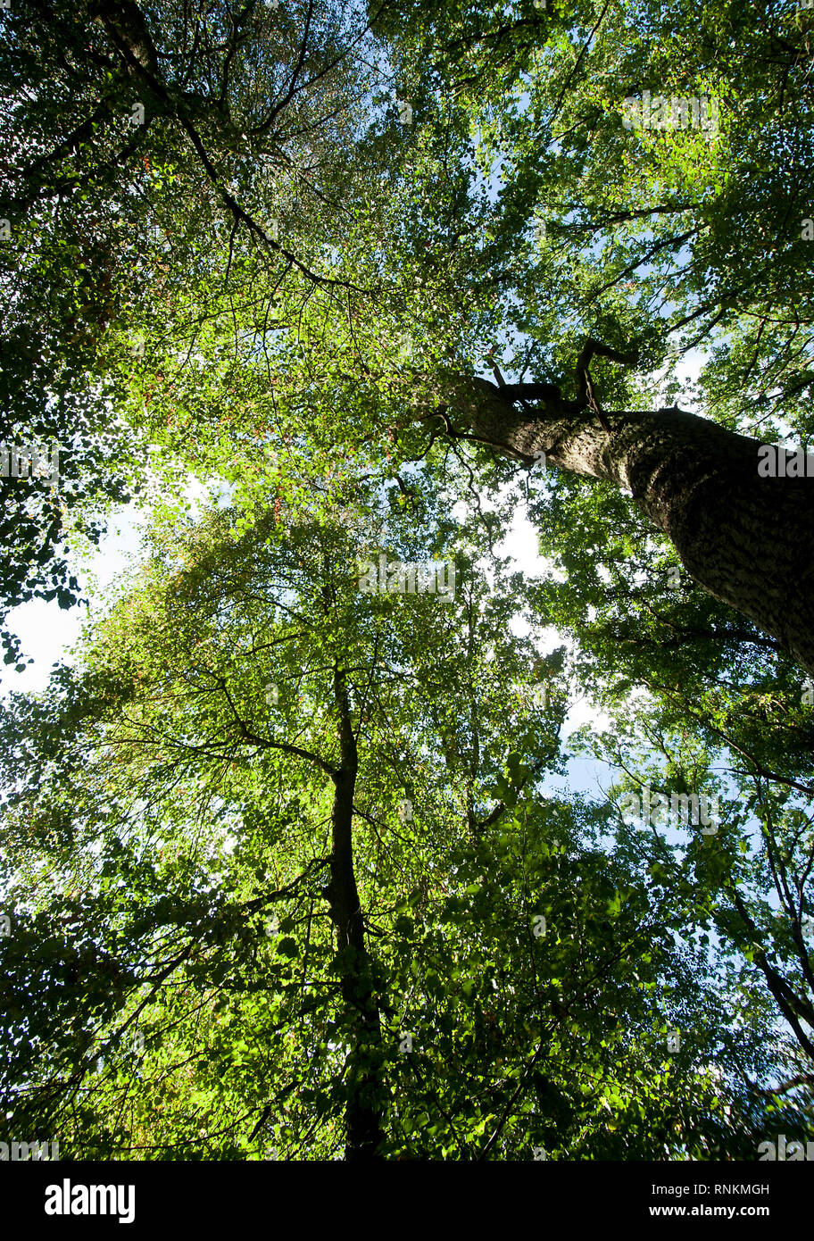 Froschperspektive von Bäumen in einem Wald mit grünem Laub und Unterholz in den staatlichen Wald von Regionaler Naturpark Scarpe-Escaut, Naturschutzgebiet des Sc Stockfoto