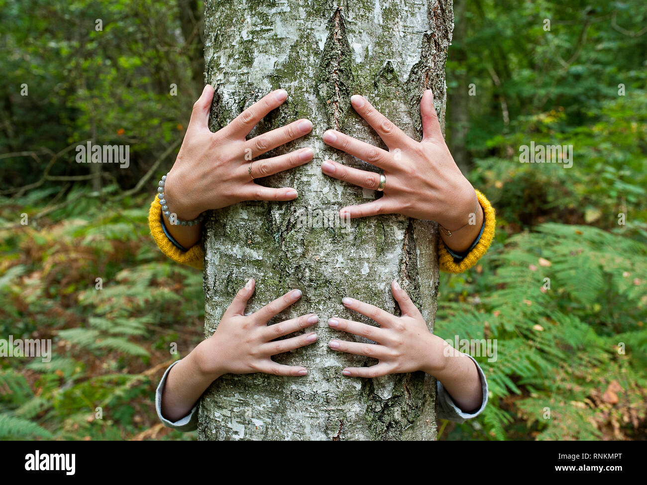 Hände Kind und der Erwachsene um einen Baumstamm Stockfoto