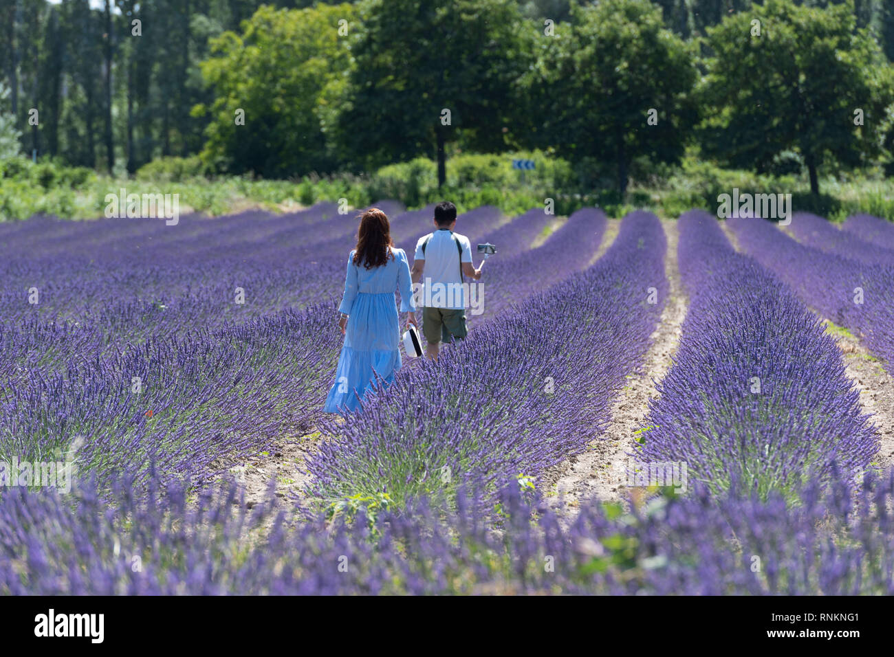Paar der chinesischen Touristen in einem Feld von Lavendel in Grignan *** Local Caption *** Stockfoto