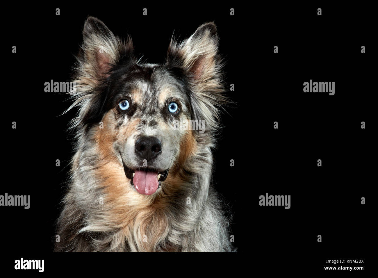 Australian Shepherd. Portrait von erwachsenen Hund vor einem schwarzen Hintergrund. Deutschland Stockfoto