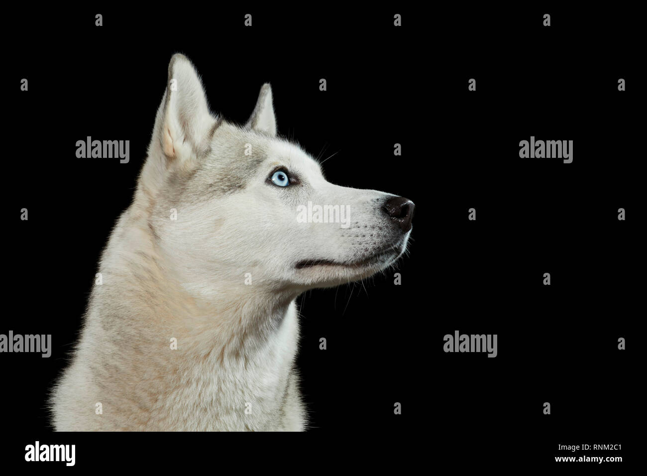 Siberian Husky. Portrait von erwachsenen Hund vor einem schwarzen Hintergrund. Deutschland Stockfoto