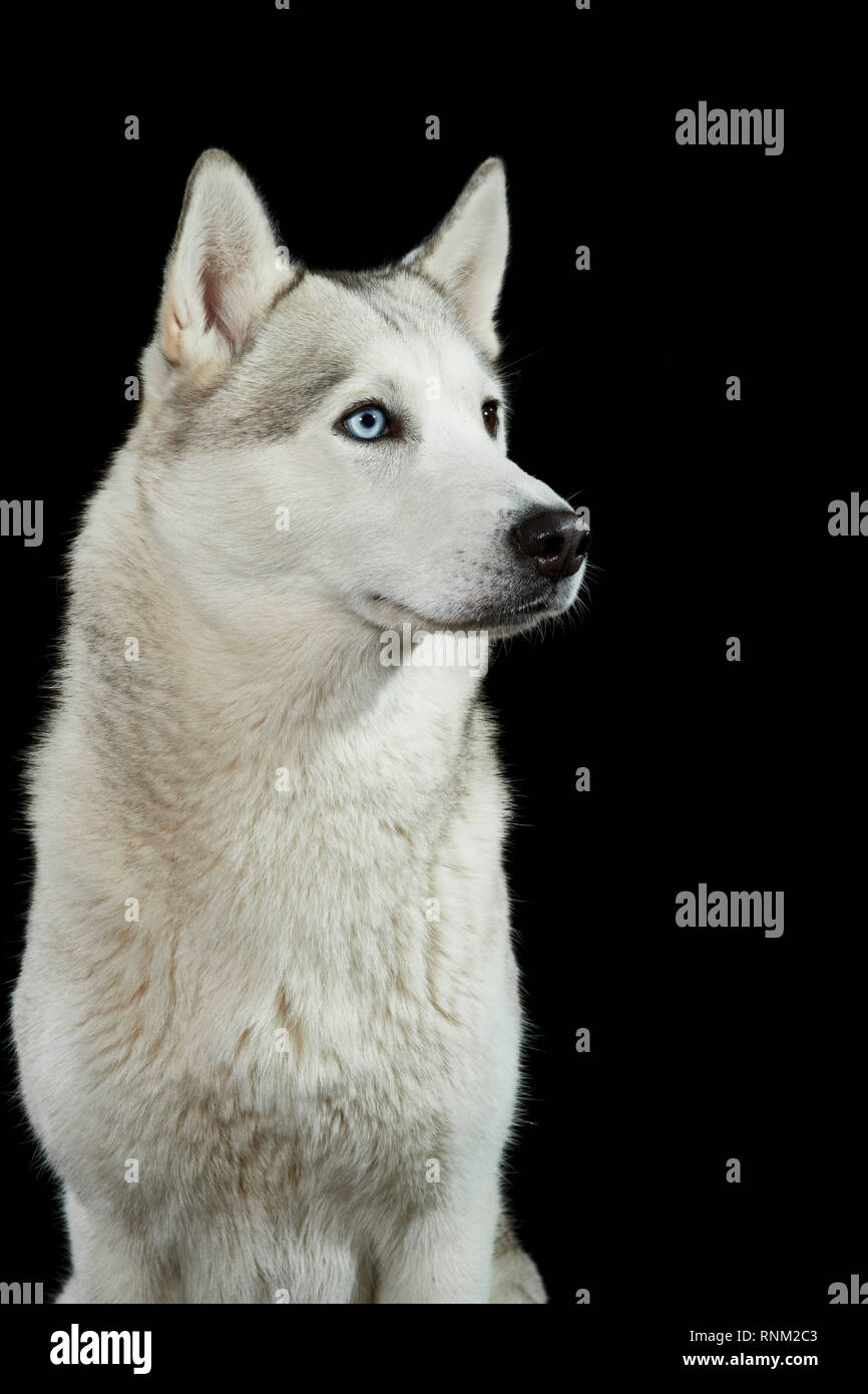 Siberian Husky. Portrait von erwachsenen Hund vor einem schwarzen Hintergrund. Deutschland Stockfoto