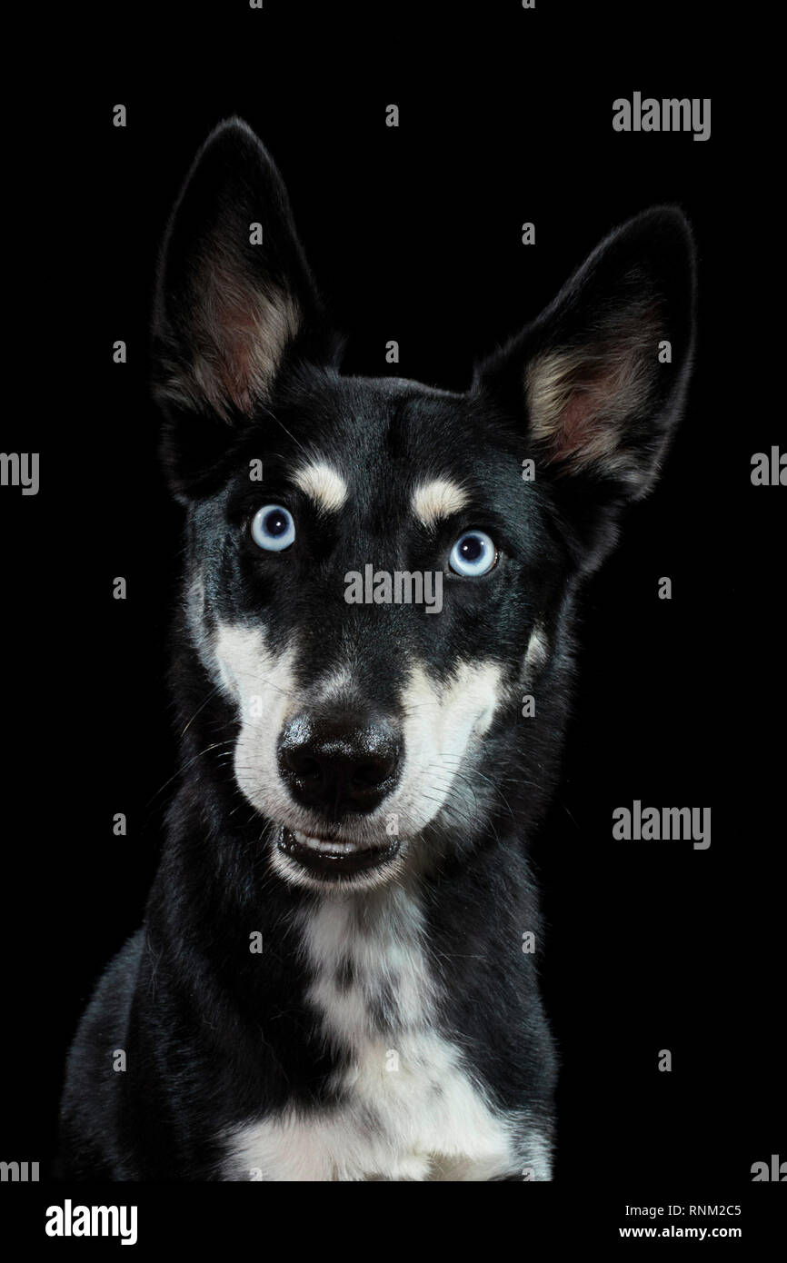 Alaskan Husky. Portrait von erwachsenen Hund vor einem schwarzen Hintergrund. Deutschland Stockfoto