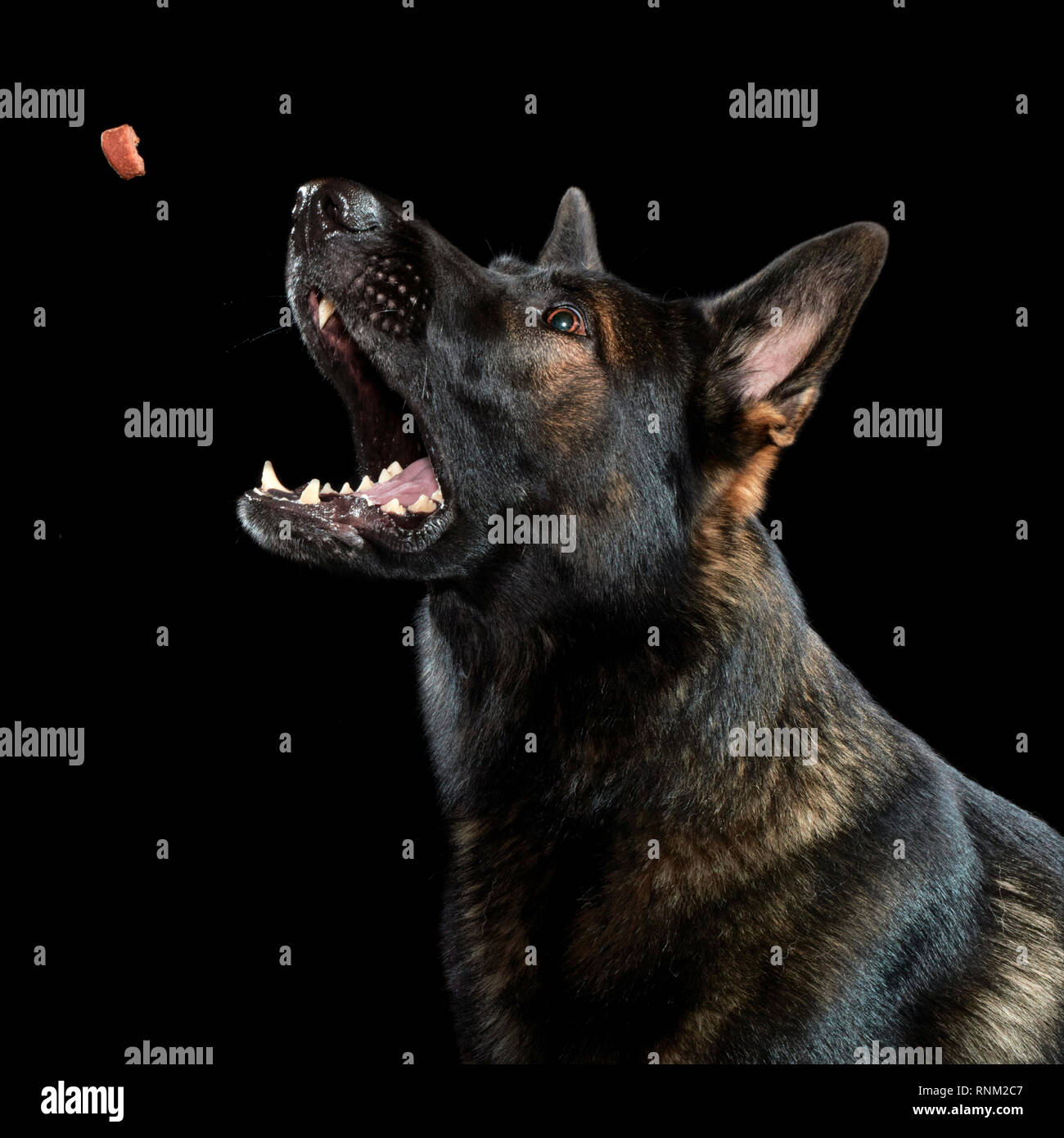 Deutscher Schäferhund, Schäferhund. Nach einer anziehenden behandeln. Studio Bild vor einem schwarzen Hintergrund. Deutschland Stockfoto