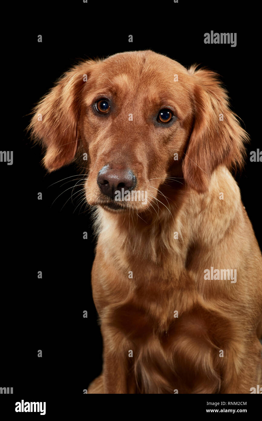 Golden Retriever. Portrait von erwachsenen Hund vor einem schwarzen Hintergrund. Deutschland Stockfoto