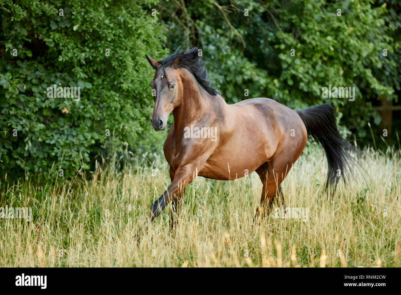 Trakehner. Bay Adult gallopieren auf einer Weide. Deutschland Stockfoto