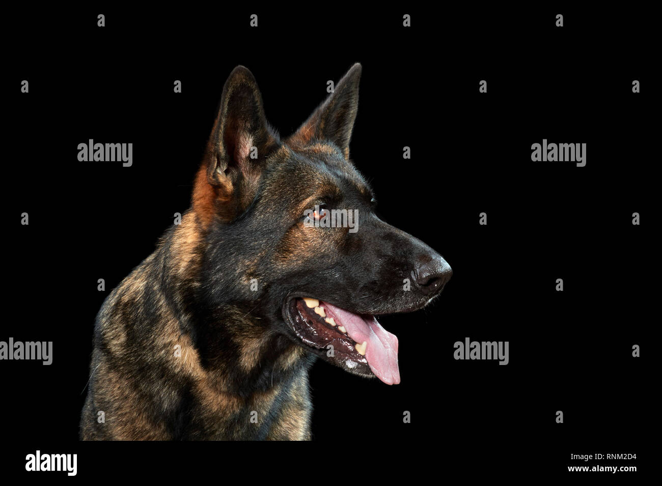 Deutscher Schäferhund, Schäferhund. Portrait von erwachsenen Hund vor einem schwarzen Hintergrund. Deutschland Stockfoto