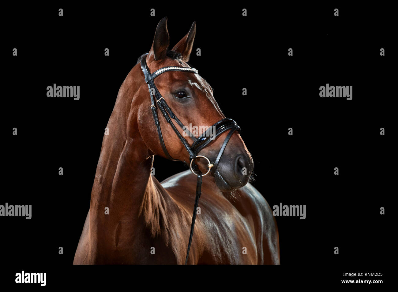 Warmblut Pferd. Bay Adult tragen Tack, vor einem schwarzen Hintergrund gesehen. Deutschland Stockfoto