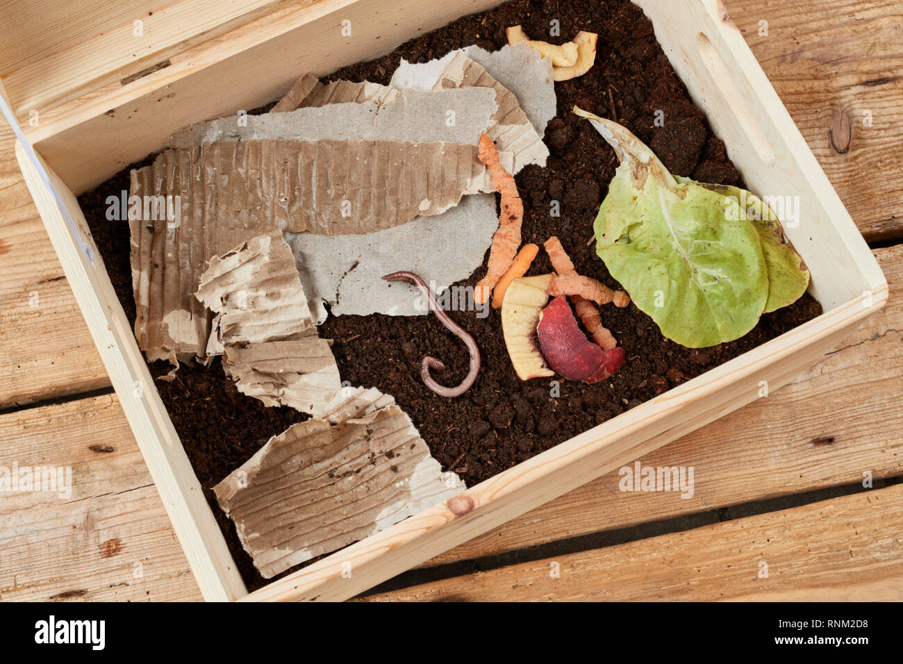 Eine Kiste für die Zucht von Roten wigglers, gefüllt mit Kompost, Obst und Gemüse Abfälle und Karton Stockfoto