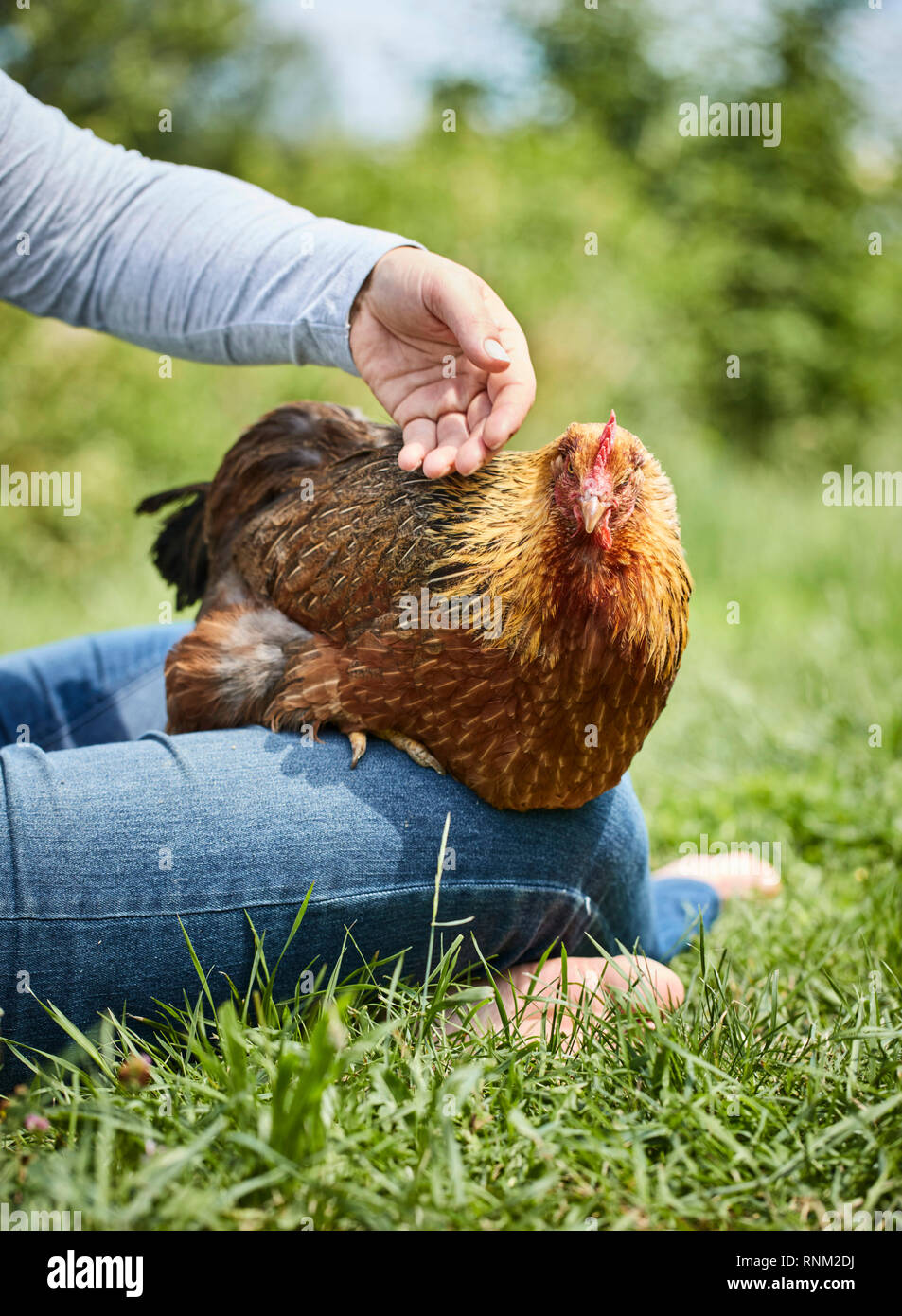 Welsummer Hühner. Henne sitzt auf dem Schoß, wird gestreichelt werden. Deutschland Stockfoto