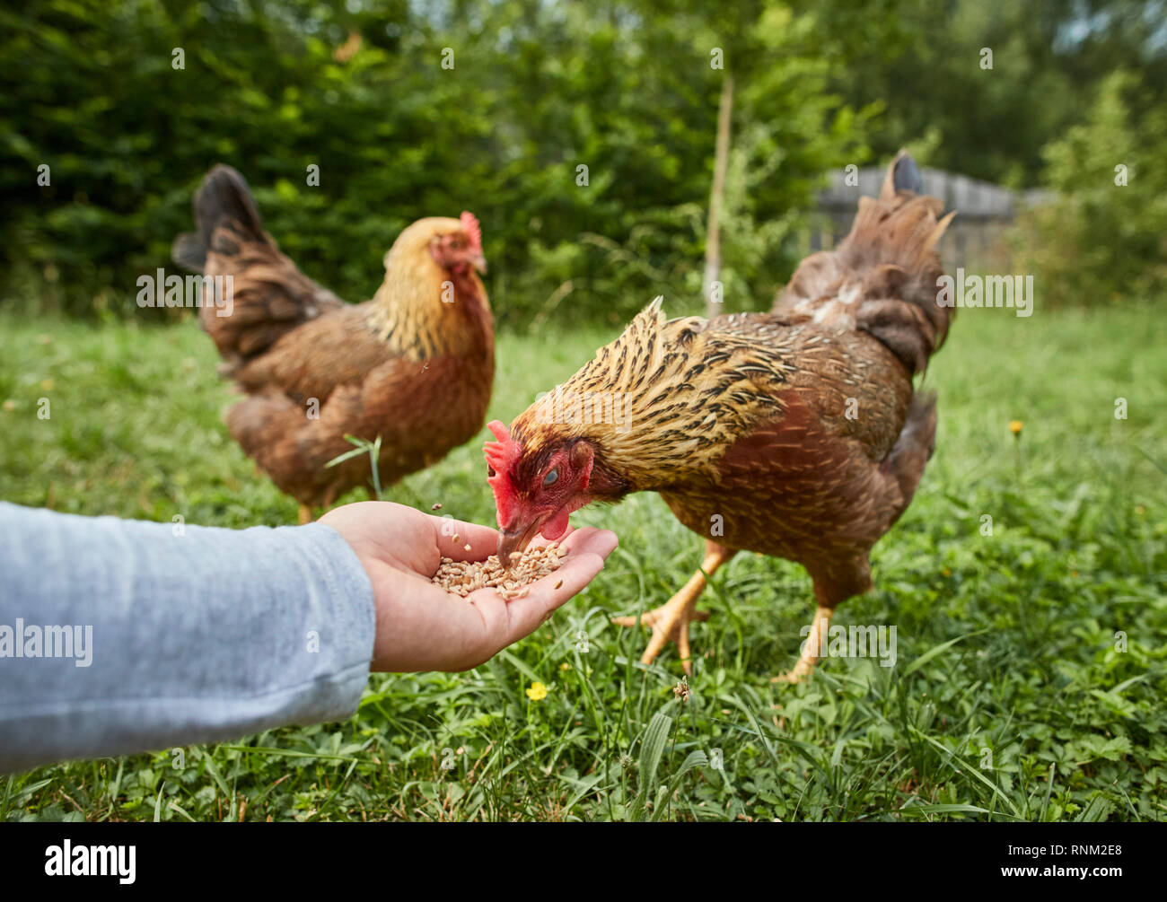 Welsummer Hühner. Hühner essen Körner aus der Hand. Deutschland Stockfoto