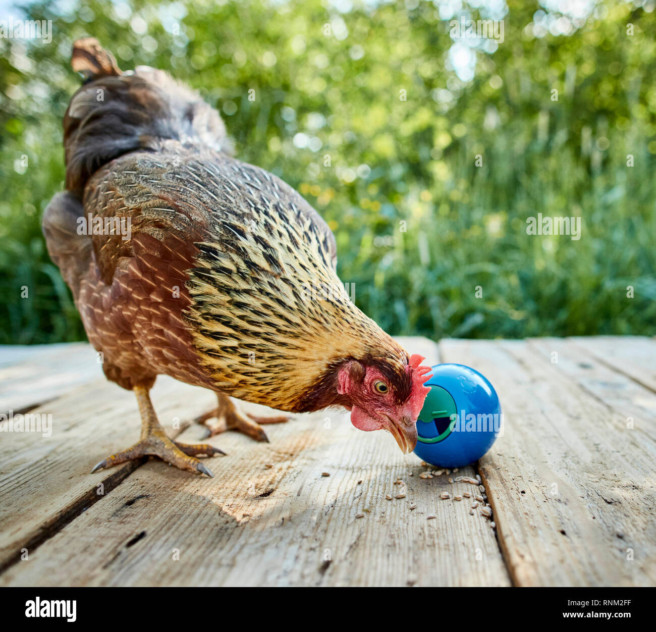 Welsummer Hühner. Henne in einem Garten, spielt mit einem Ball zu behandeln. Deutschland Stockfoto