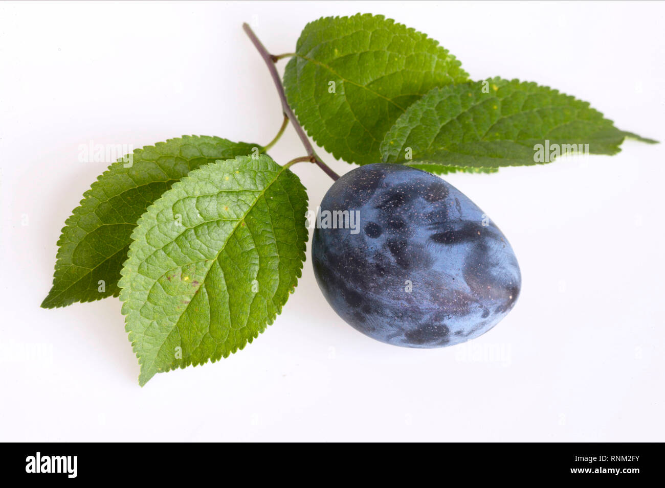 Zwetschge, Pflaume (Prunus domestica domestica). Zweig mit Blättern und Früchten. Studio Bild auf weißem Hintergrund Stockfoto