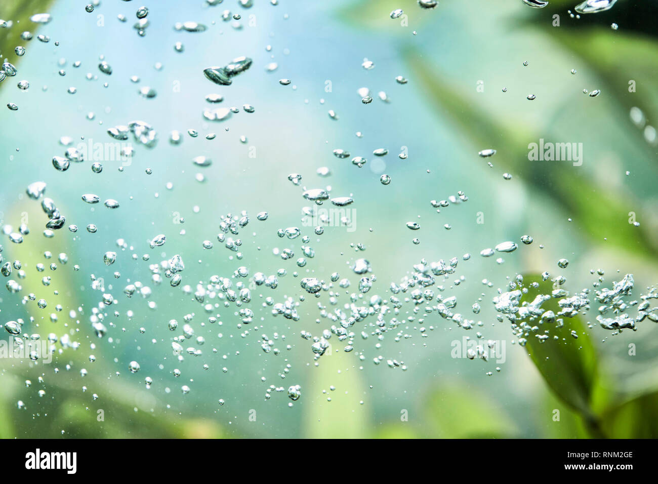 Kleine Luftblasen in einem Aquarium Stockfoto