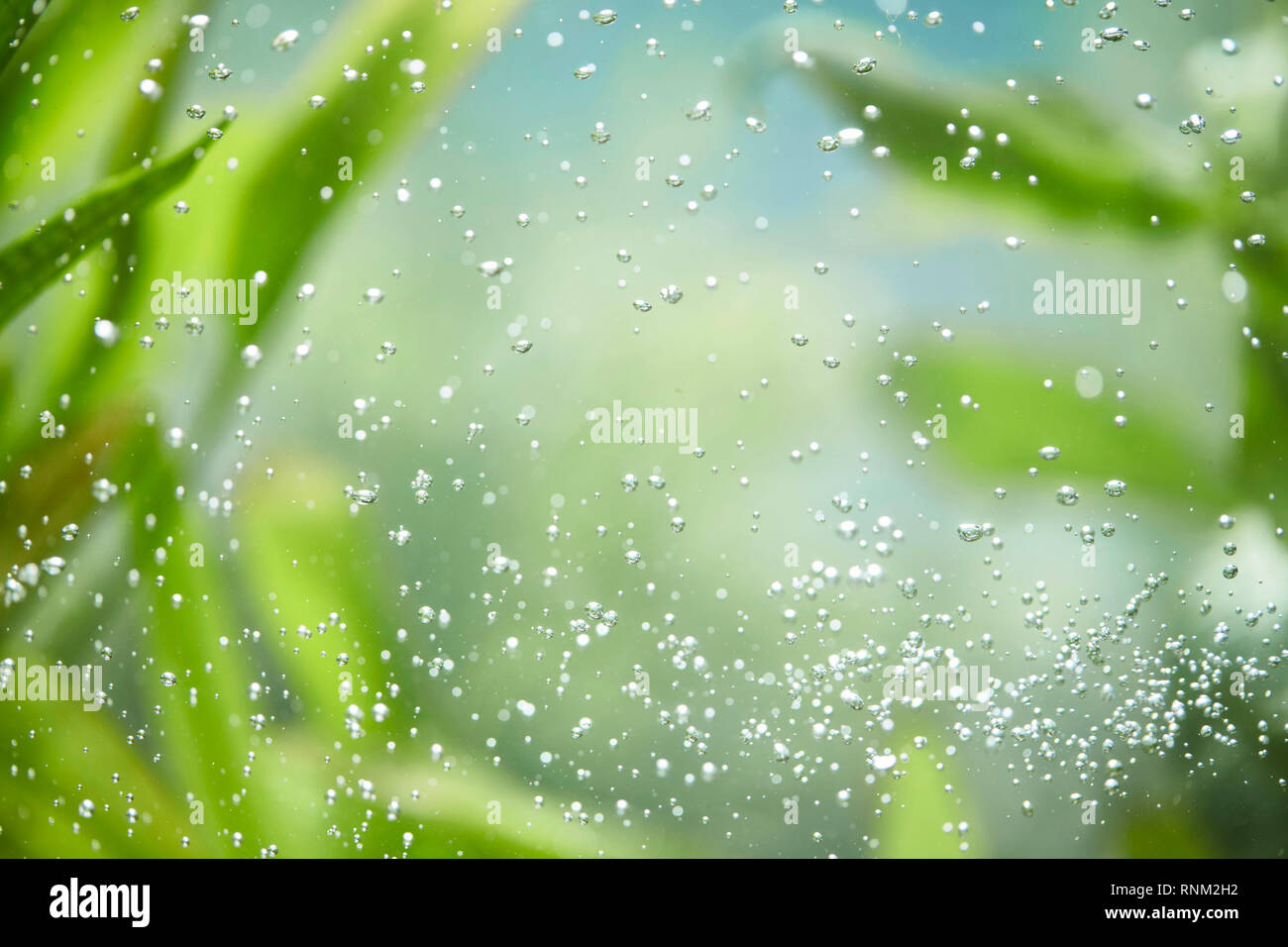 Kleine Luftblasen in einem Aquarium Stockfoto