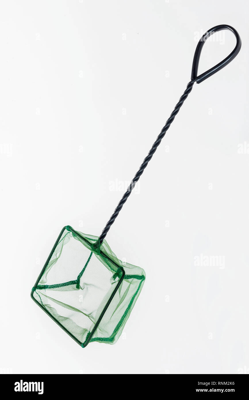 Aquarium Fisch net. Studio Bild auf weißem Hintergrund Stockfoto