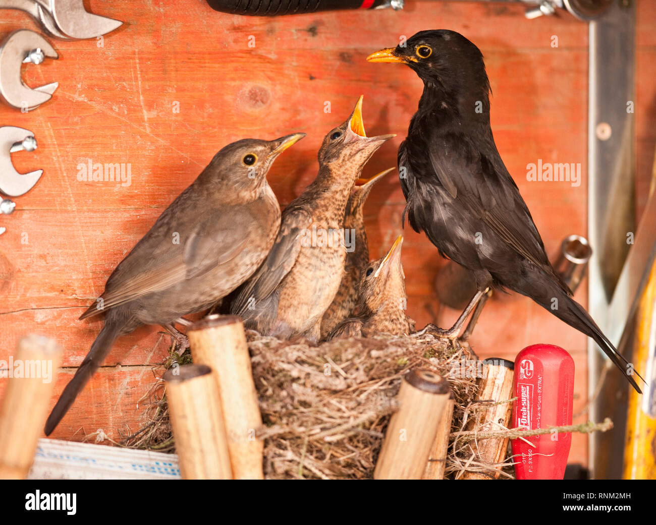 Amsel (Turdus merula) Männliche Fütterung bettelnde Küken im Nest in einem Werkzeugkasten. Deutschland Stockfoto