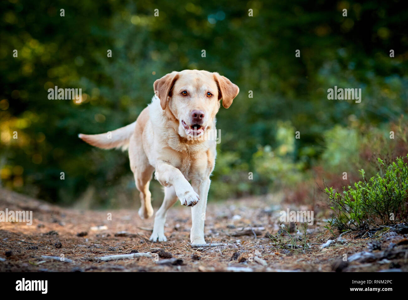 Labrador Retriever. Gelbe Erwachsenen in einem Wald läuft. Deutschland Stockfoto
