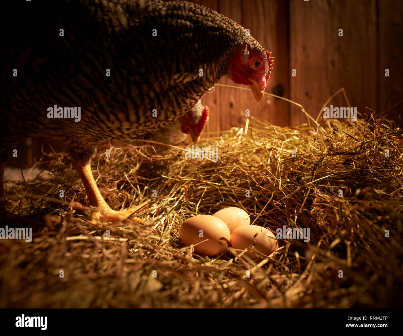 Inländische Huhn, amrock Bantam. Zwei Hühner im Nest mit Eiern in einer Coop. Deutschland. Stockfoto