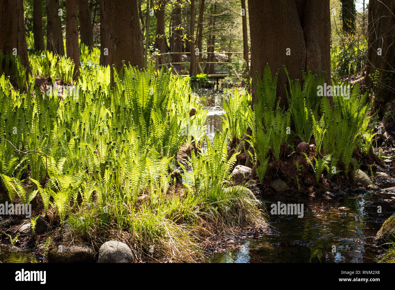 Strauß Plume Farn, Ostrich Fern (Matteuccia struthiopteris). Pflanzen an einem Strom in einem Wald im Frühling. Deutschland Stockfoto