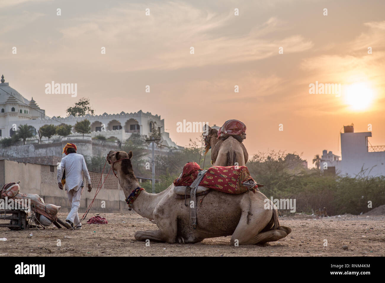 Camel Camp bei Sonnenuntergang in Pushkar, Rajasthan. Stockfoto