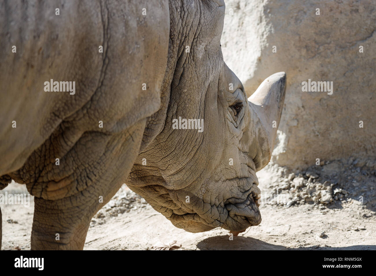 Zoo von Barcelona: Südliches Breitmaulnashorn (Rhinocerotidae))). Nach dem Elefanten, das größte Landtier, und kann bis zu 2 messen. Stockfoto