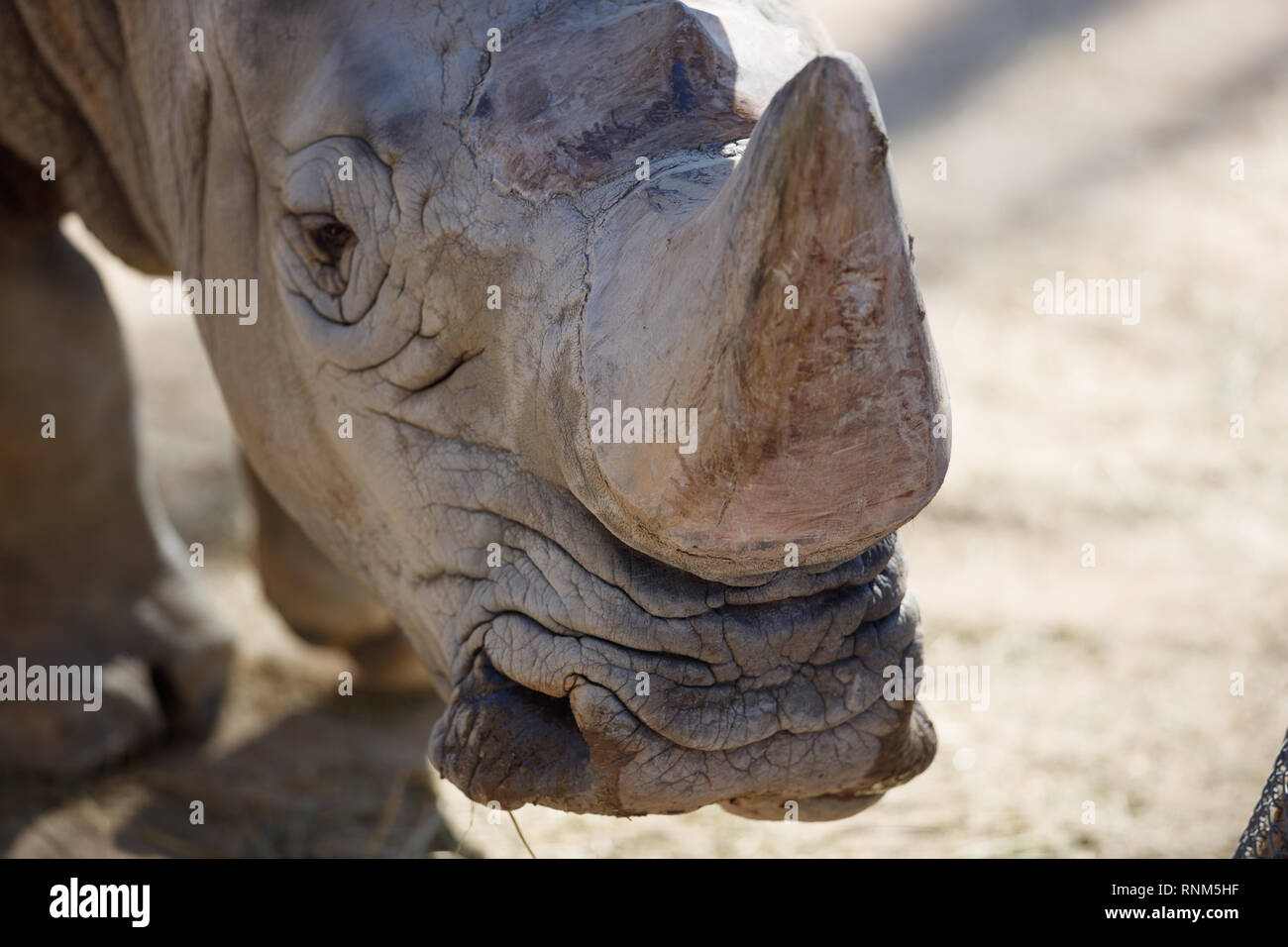 Zoo von Barcelona: Südliches Breitmaulnashorn (Rhinocerotidae))). Nach dem Elefanten, das größte Landtier, und kann bis zu 2 messen. Stockfoto