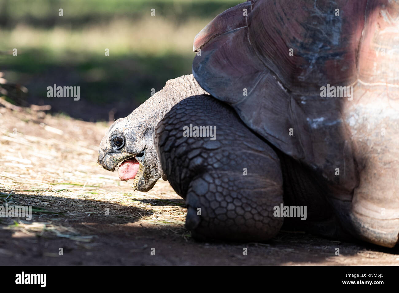 Zoo von Barcelona: Riesenschildkröte (Aldabrachelys gigantea) Diese Arten als Geochelone gigantea Bis vor Kurzem bekannt war. Es ist ursprünglich aus Stockfoto