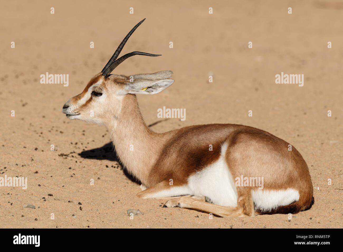 Zoo von Barcelona: Saharian Gazella dorcas dorcas Gazelle (Osiris). Diese Gazelle ist fast in der Wildnis ausgestorben aufgrund übermäßiger Jagd. Der Osiris su Stockfoto