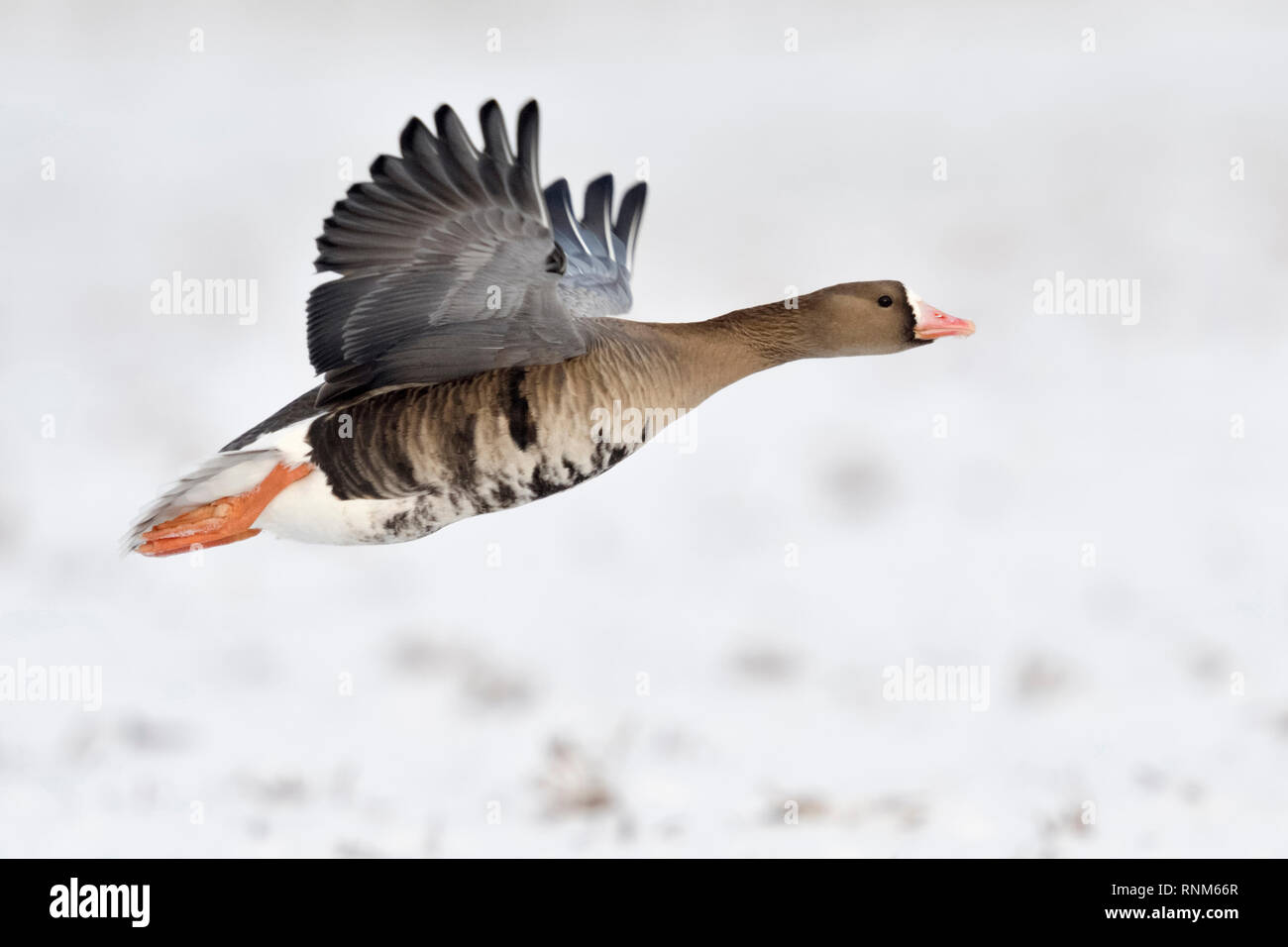 White-fronted goose/Blaessgans (Anser Albifrons), Arktischen Winter Gast im Flug, vom Schnee bedeckt Ackerland, Wildlife, Europa. Stockfoto