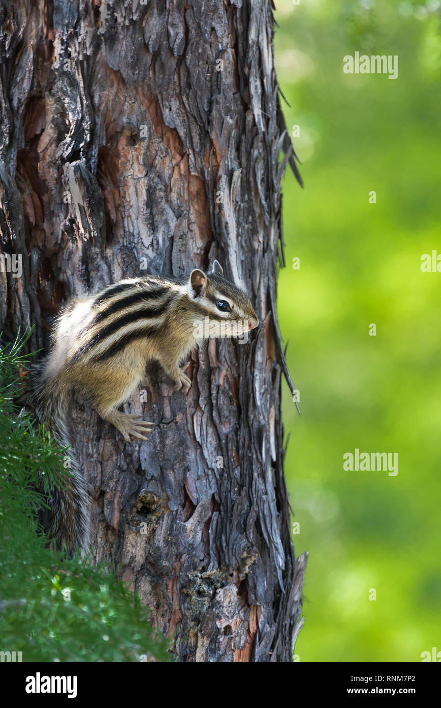 Chipmunk auf einem Baumstamm auf einem grünen Hintergrund closeup Stockfoto