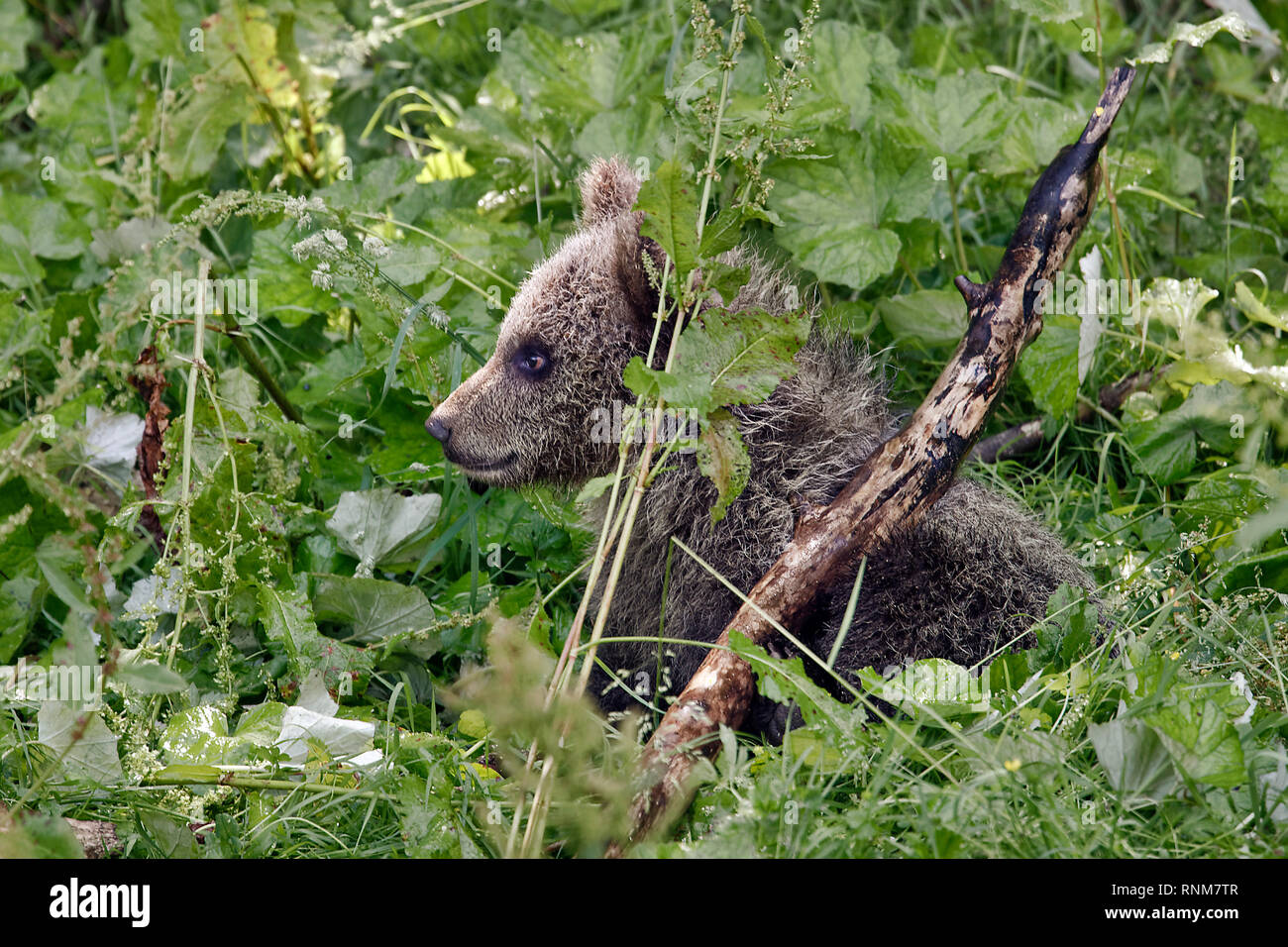 Brown bear Cub - Ursus arctos Stockfoto