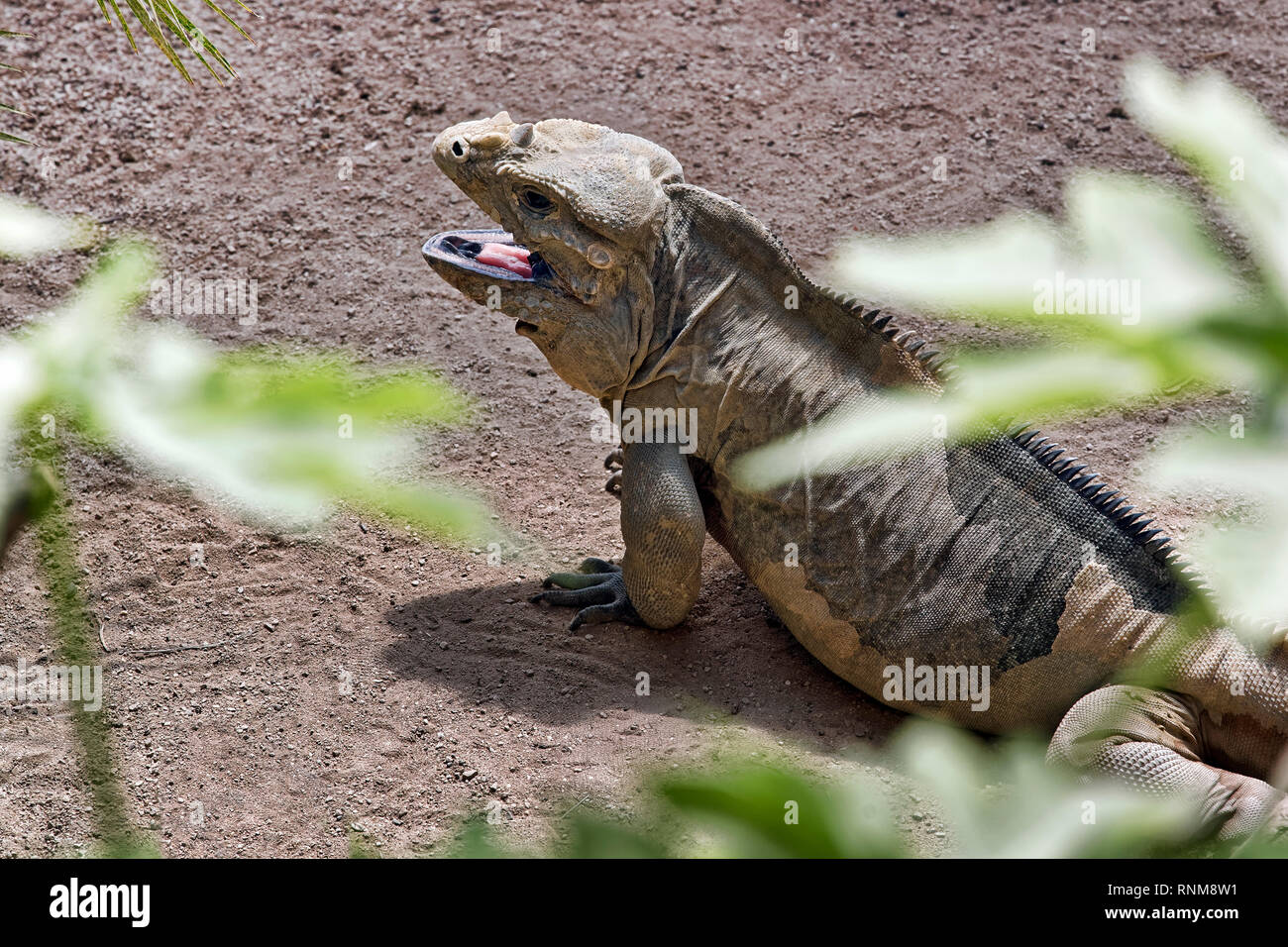 Rhinoceros iguana Cyclura cornuta Stockfoto