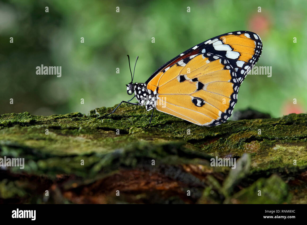 Plain Tiger Butterfly - Danaus chrysippus Stockfoto