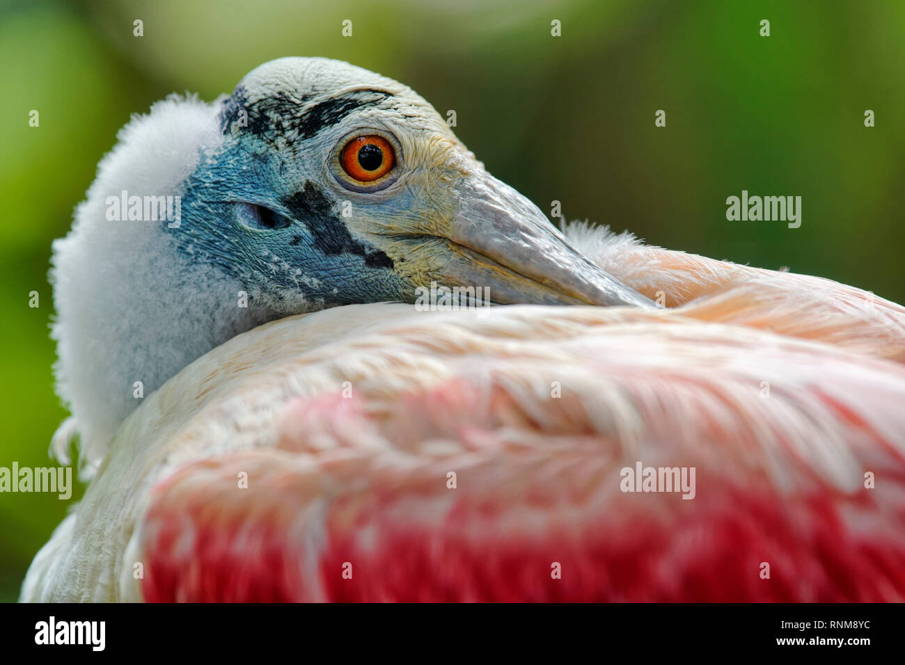 Rosalöffler - Platalea ajaja Stockfoto