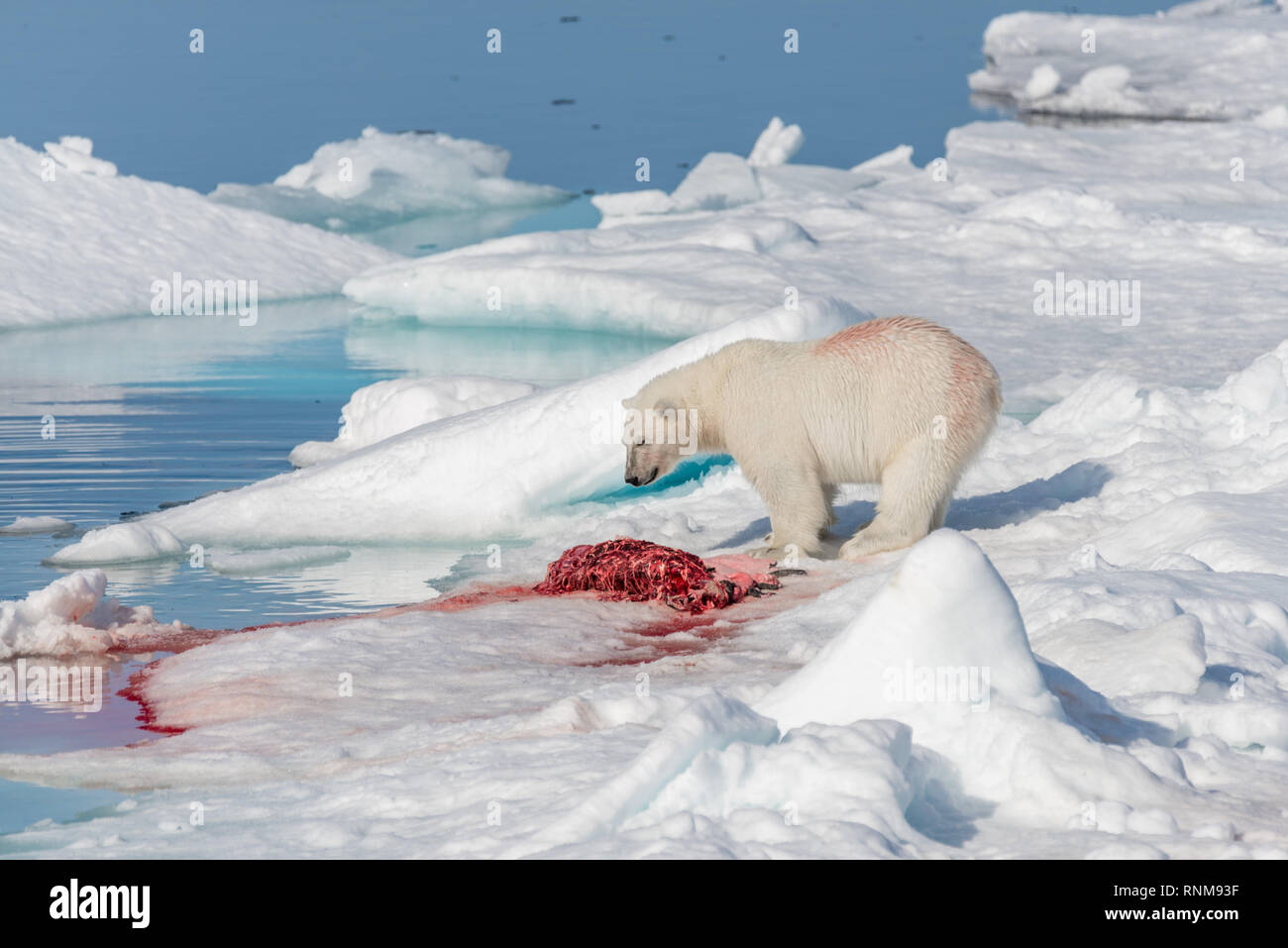Zwei wilde Eisbären Essen getötet Dichtung auf dem Packeis nördlich von Spitzbergen, Svalbard Stockfoto