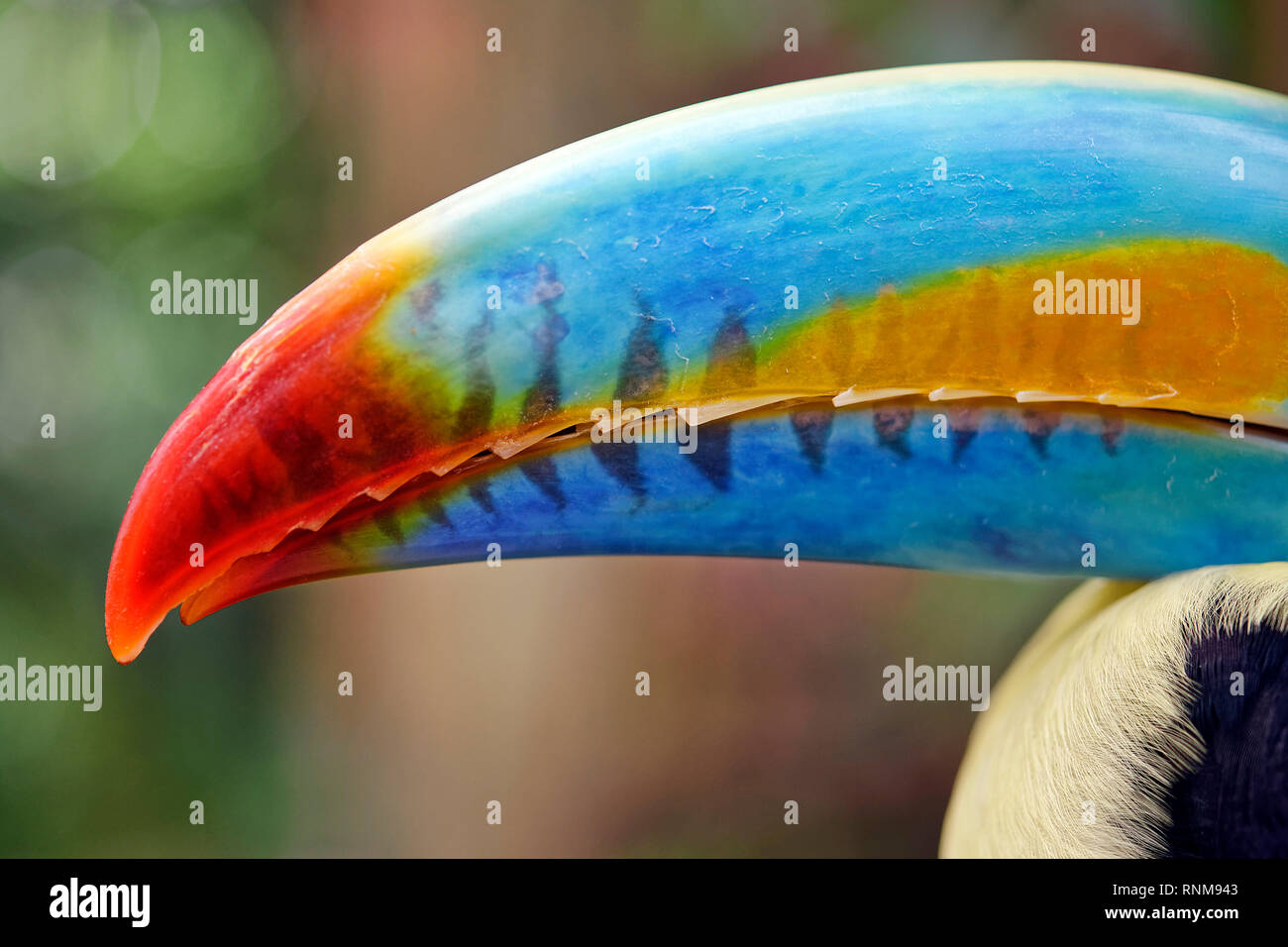 Schnabel von Kiel-billed Toucan-Ramphastos sulfuratus Stockfoto