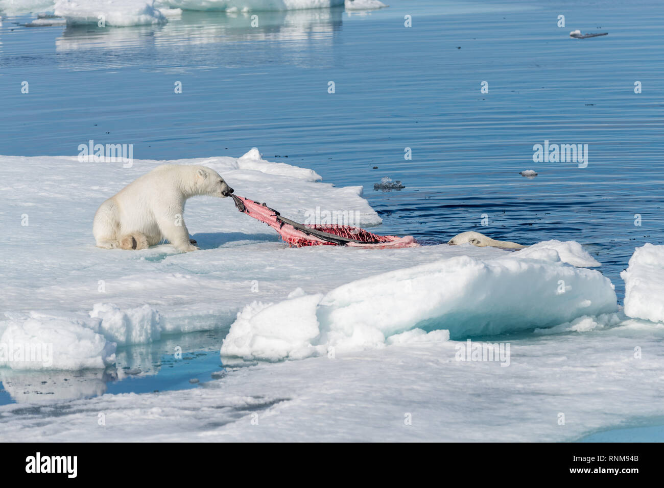 Zwei wilde Eisbären Essen getötet Dichtung auf dem Packeis nördlich von Spitzbergen, Svalbard Stockfoto